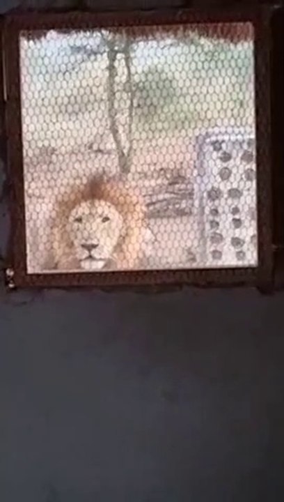 Il se fait réveiller par un lion posté devant chez lui