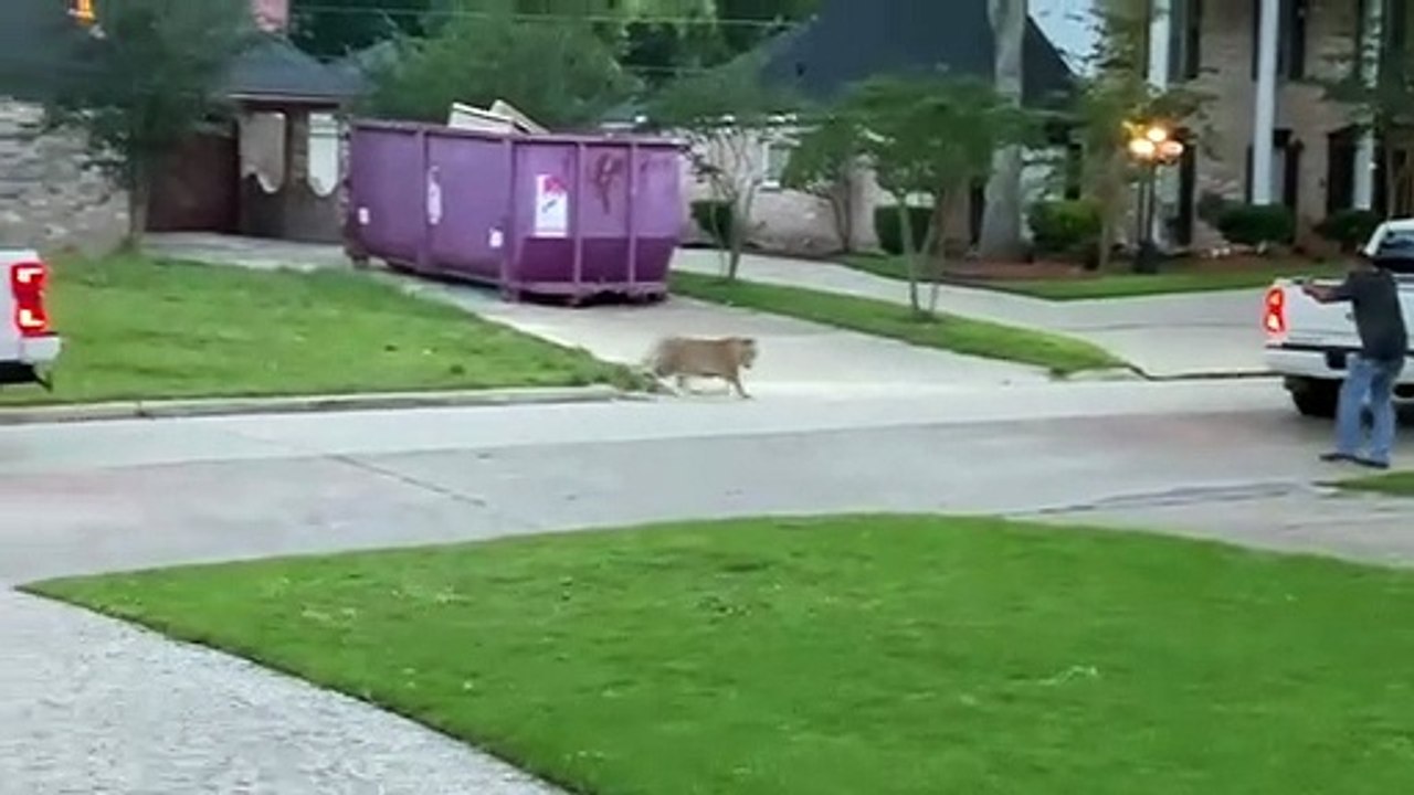 Un tigre se balade en plein quartier résidentiel (États-Unis)
