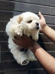 Chow chow puppy