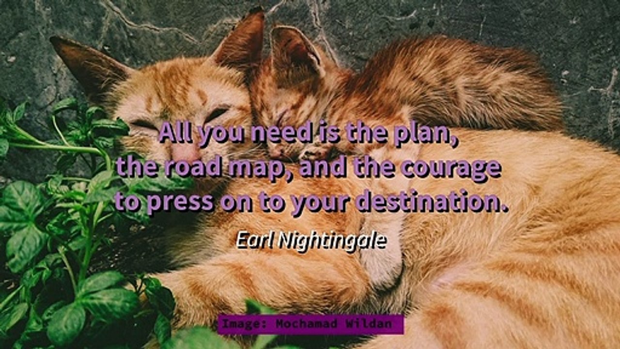 Cats & Quotes - Motivational Quotes to Start Your Day