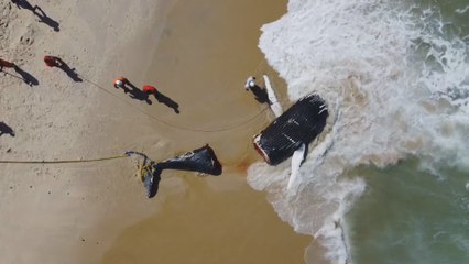 Muerte de ballenas jorobadas bate récord en Brasil-