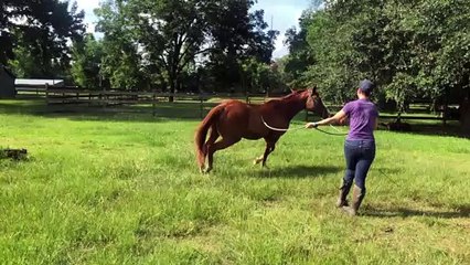 Horse Falls Down and Immediately Starts Eating