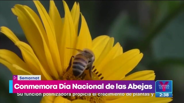 Semarnat conmemora el Día Nacional de las Abejas