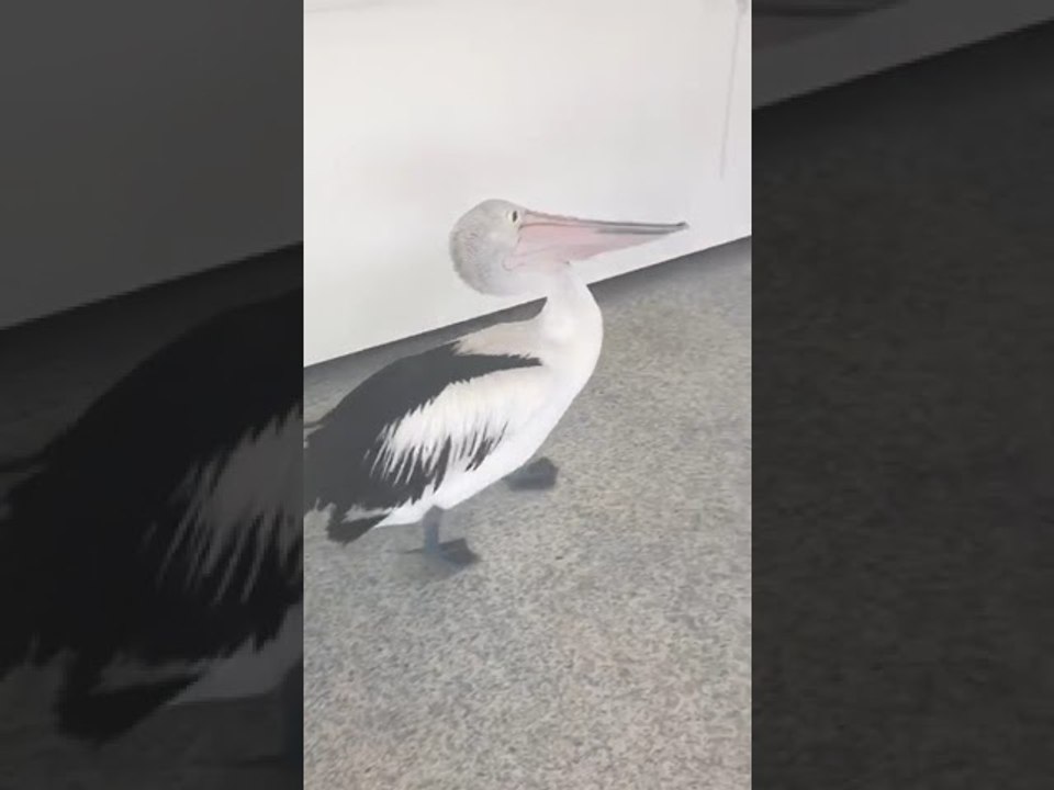 Polite Pelican Patiently Waits for Cold Treat