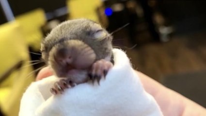 Some baby animals may be in need of help after storms