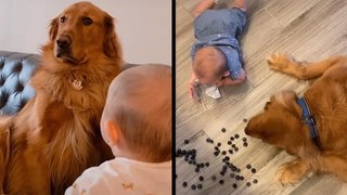 Golden Retriever Was Not Consulted About Tiny Human