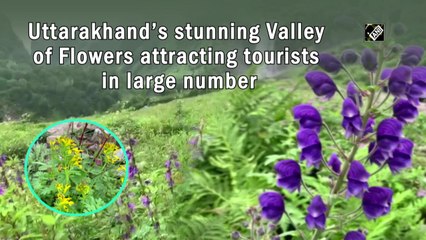 Uttarakhand’s stunning Valley of Flowers attracting tourists in large number