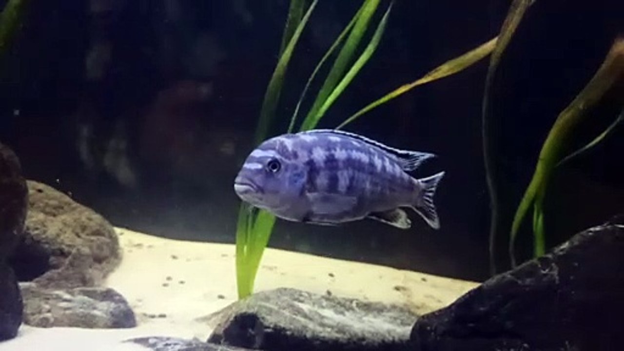 fish