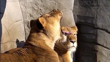 ライオン　by松井颯人