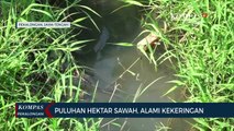 Puluhan Hektar Sawah di Pekalongan Alami Kekeringan