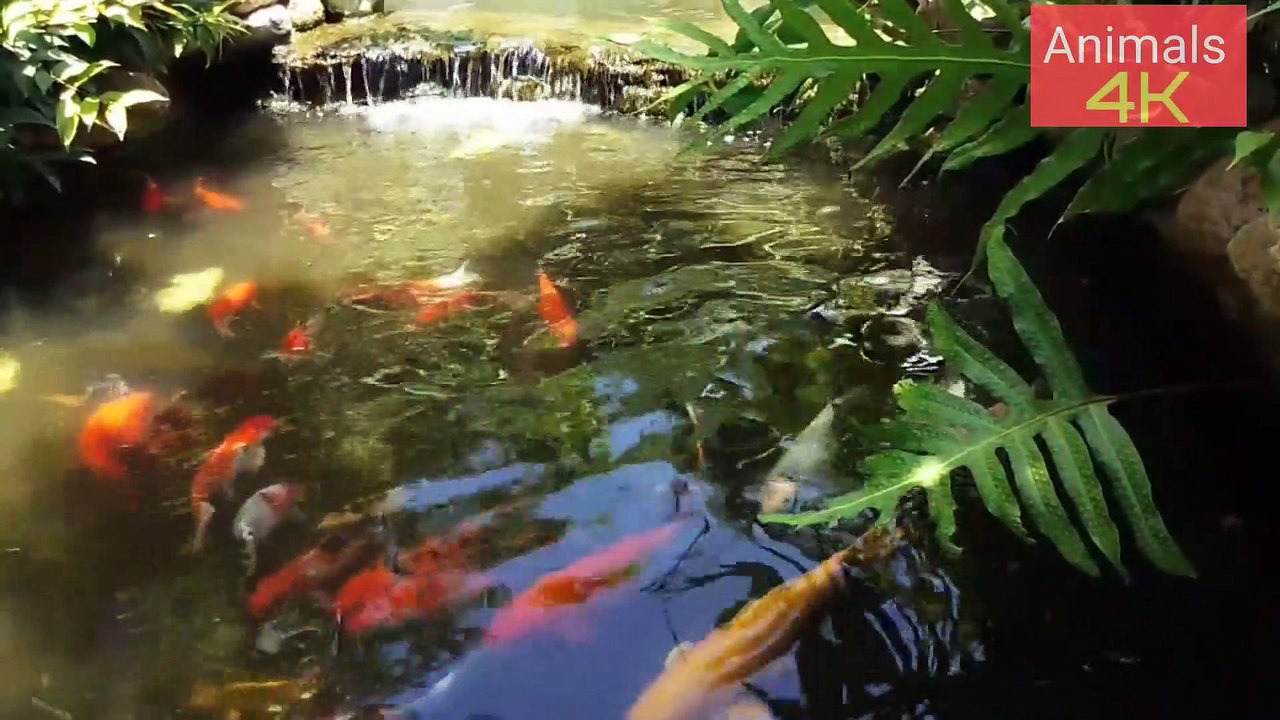 Awesome Colouring fish For Aquarium #trending #viral #animals #nicefish #awesomefish