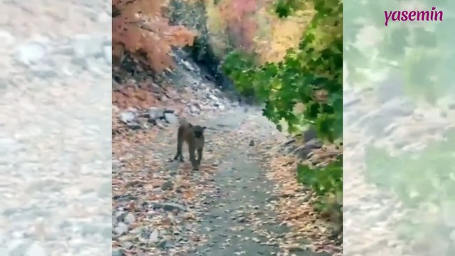 Yürüyüş yaptığı sırada peşine Puma takıldı! Korku dolu anlar...