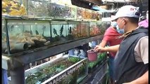 Aksi Sekelompok Anak Curi Ikan Terekam CCTV