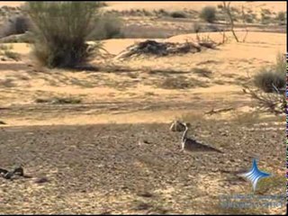 محمد بن راشد يطلق 170 طائر حبارى في إمارة دبي