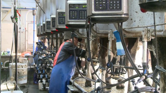 [녹색] 우유 생산도 로봇이 척척...국산 착유기 개발 / YTN