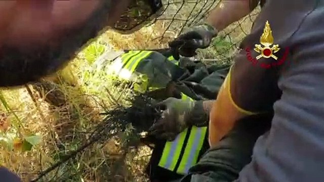 Capriolo bloccato in una rete di protezione, salvato dai Vigili del Fuoco a Firenze
