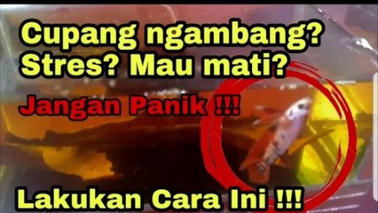 Cara mengatasi dan mengobati ikan cupang yang sakit