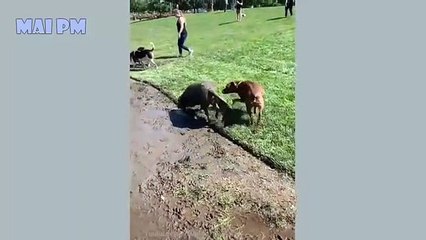 Funny Dog Videos 2020  It's time to LAUGH with Dog's life