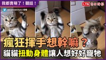 瘋狂伸手跳舞想幹嘛？貓咪為達目的不顧一切賣萌 讓人想寵牠