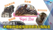 萌物誕生！木柵動物園疫情期間新生兒點點名