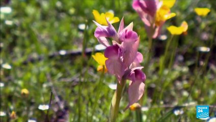 France: Wildfire near Saint-Tropez kills two people
