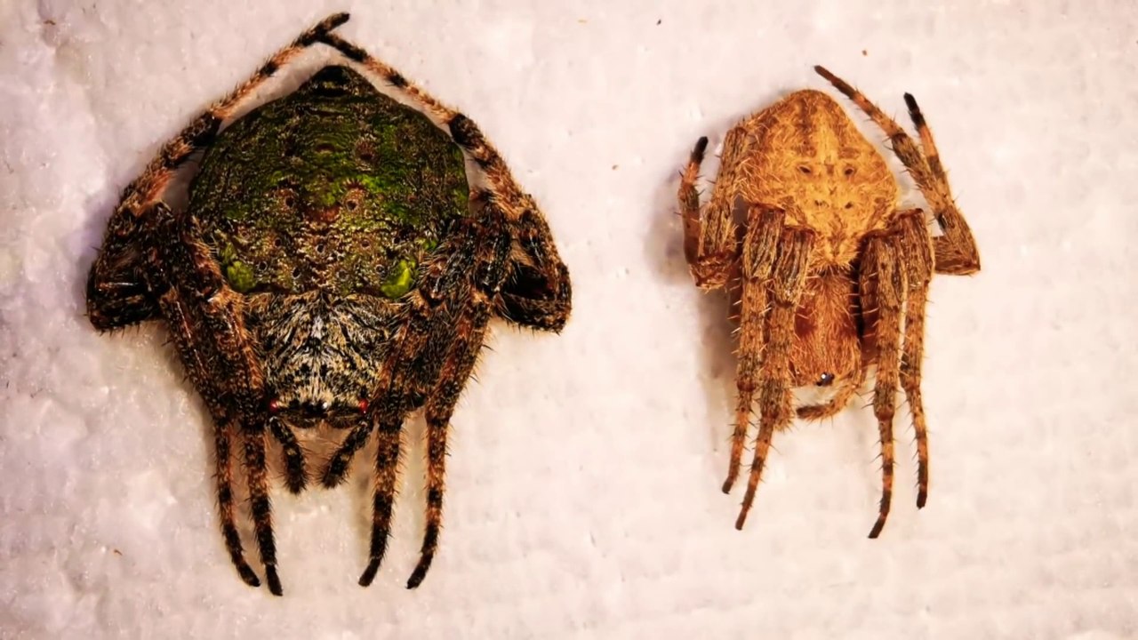 BAKA-BAKA vs GENSAN Jumbo Spider.. Matigas na Gagamba. Loaded Spider Fight. Nameless Load(1080P_HD)