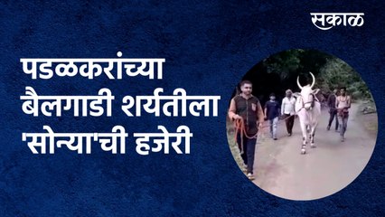 Islampur : पडळकरांच्या बैलगाडी शर्यतीला 'सोन्या'ची हजेरी |Bullack cart race |Padalkar |Sakal Media