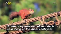Animal Lovers Built Squirrels a Footbridge To Help Them Cross a Busy Road Safely