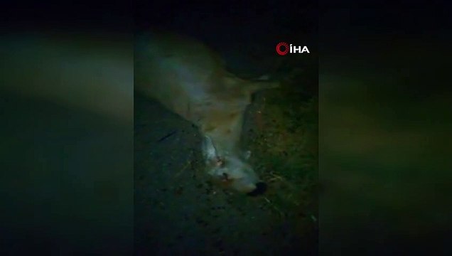 Otomobil koyun sürüsüne daldı, çok sayıda koyun telef oldu