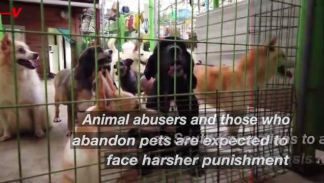South Korea Expected to Grant Legal Status to Animals to End Years of Abuse and Abandonment