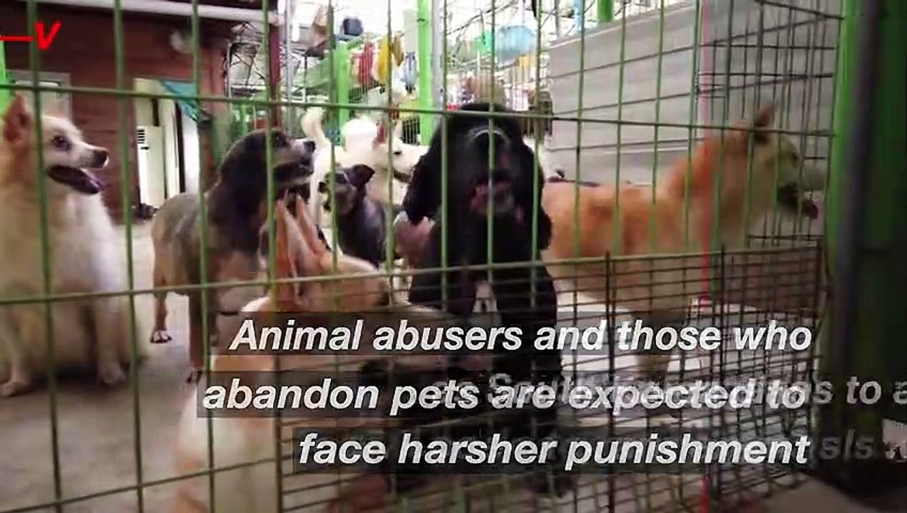 South Korea Expected to Grant Legal Status to Animals to End Years of Abuse and Abandonment