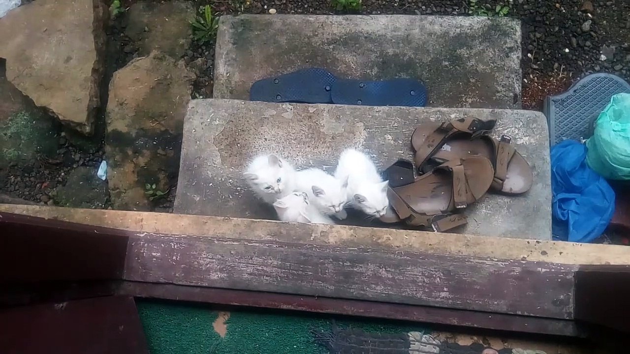 Our  Backyard Kittens..
