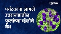 Uttarakhand Flower valley : पर्यटकांना लागले उत्तराखंडातील फुलांच्या व्हॅलीचे वेध| Sakal Media
