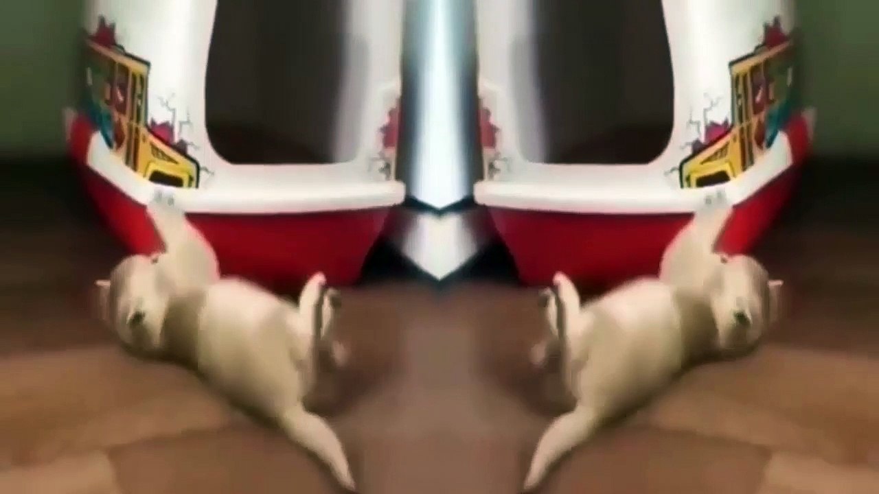 Funny Animals - Cute Cats #3 - Animals Video 2021