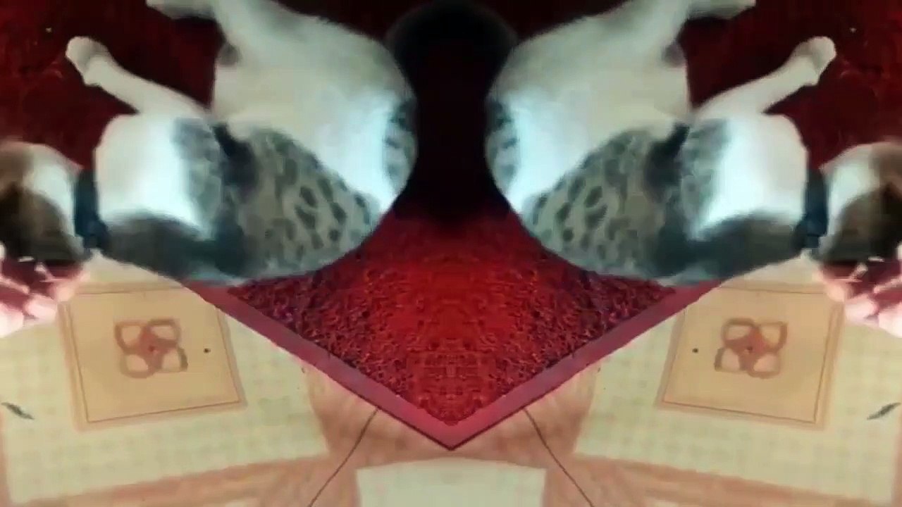 Funny Animals - Cute Cats #4 - Animals Video 2021