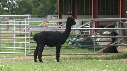 Geronimo's owner: 'Frustrated' after High Court ruling