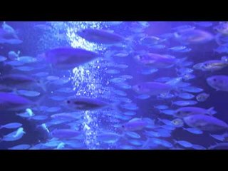رحلة في أعماق أكواريوم اتلانتس