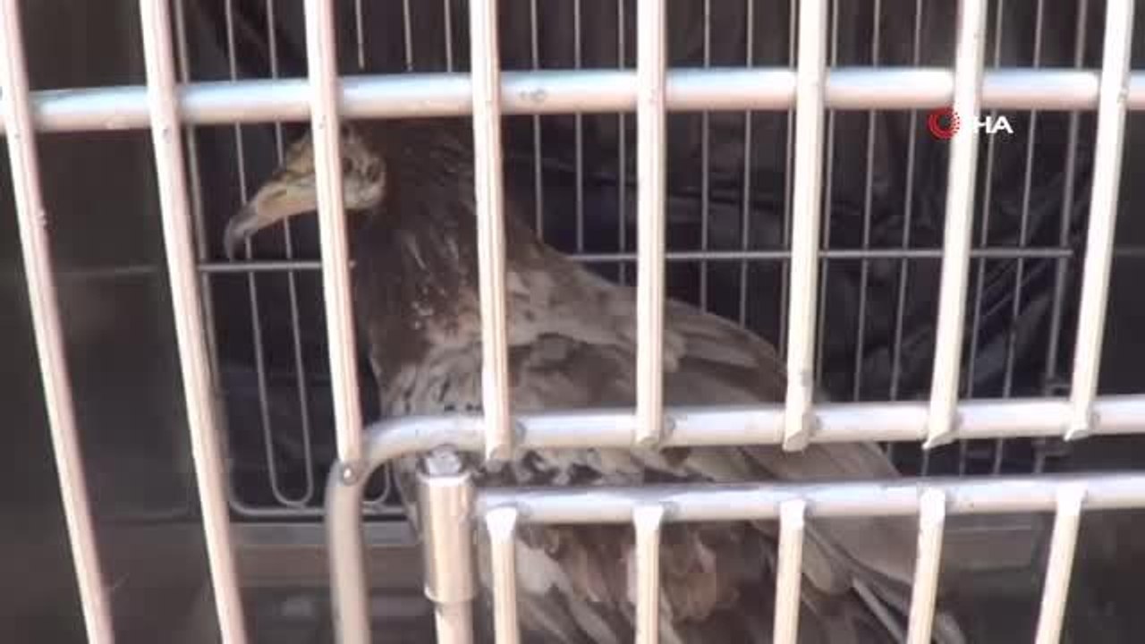 Yaralı halde bulunan Mısır Akbabası 4 aylık tedavisinin ardından doğaya salındı