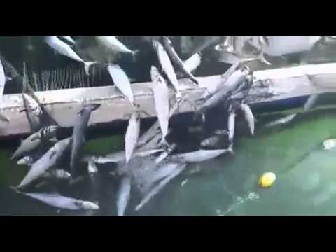 عدسة البيان ترصد الصيد الوفير للأسماك في الامارات