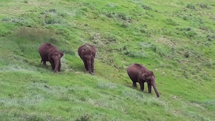 Most guaranteed place to see Wild Elephants | Munnar Kerala