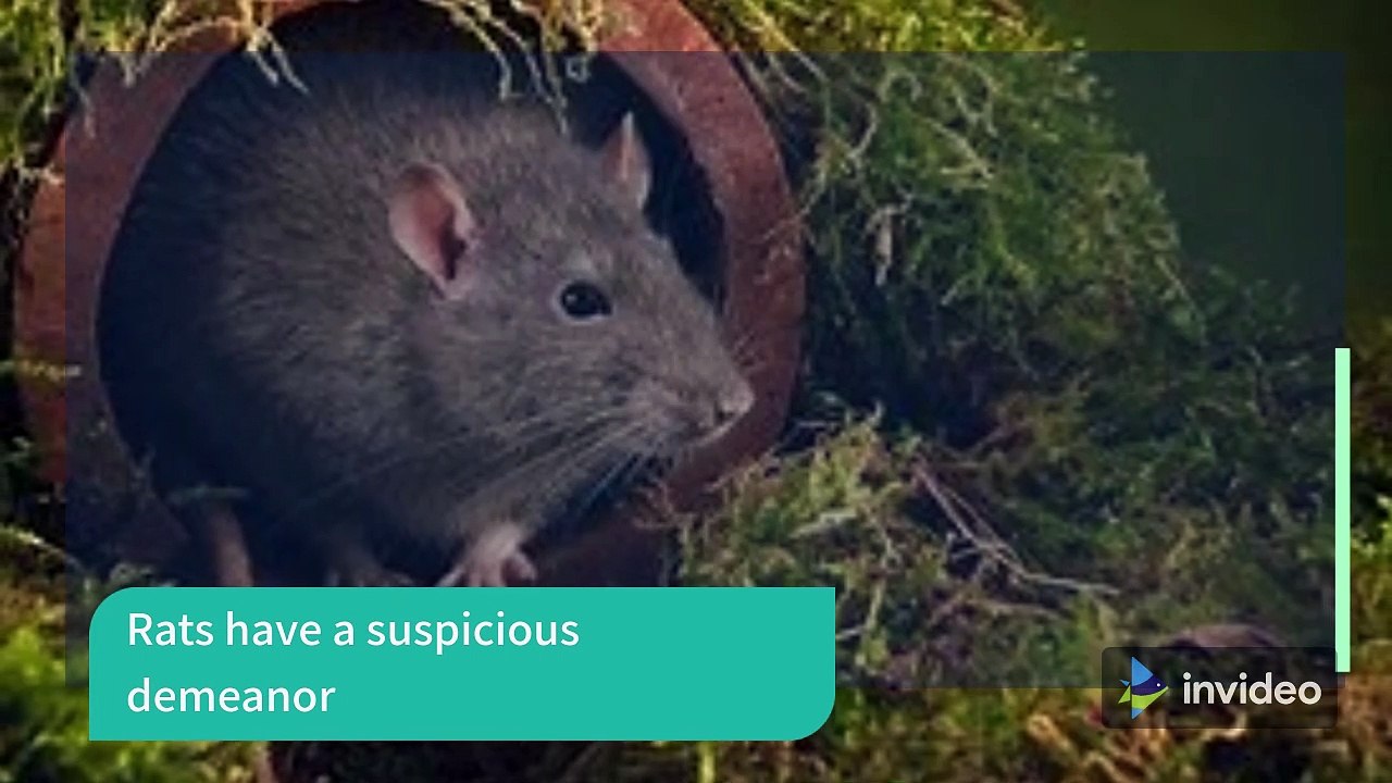 Surprising Facts about Rats that few People are Aware of