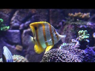 رحلة في أعماق أكواريوم اتلانتس