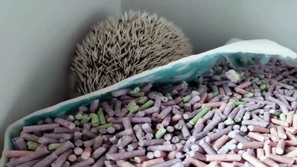 Funny Animals - Cute Porcupines #53 - Animals Video 2021