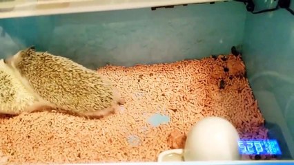 Funny Animals - Cute Porcupines #56 - Animals Video 2021