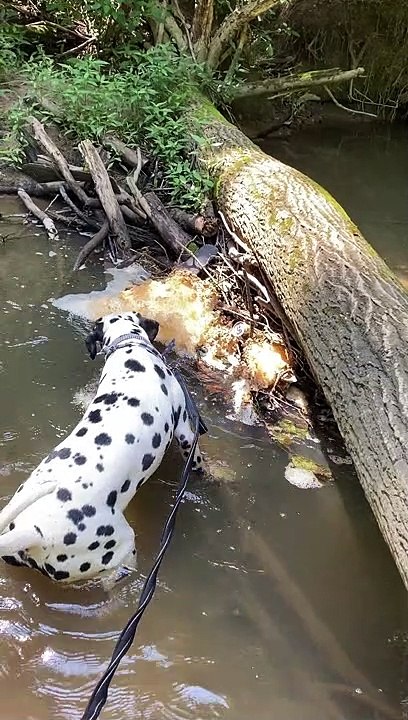 Dalmatian Goes for a Dip