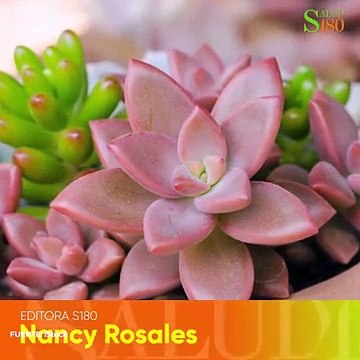 Abono casero para tus suculentas.| Salud180