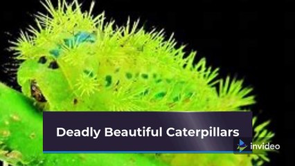 Deadly Beautiful Caterpillars