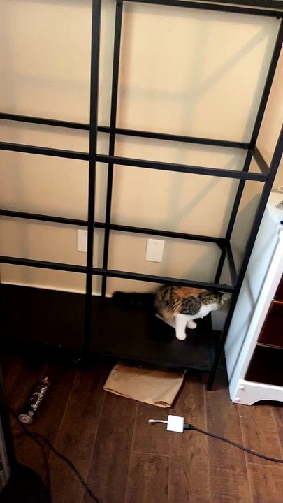 Missing Glass Causes Cat to Crash