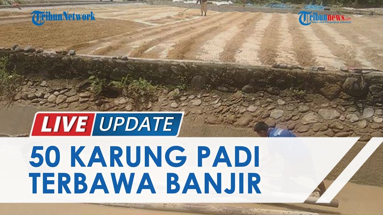 50 Karung Padi Milik Warga Padang Hanyut Terbawa Banjir, Pemilik Mengaku Rugi Rp75 Juta