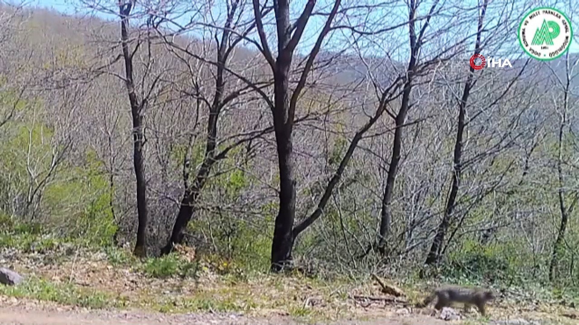 Yaban hayatındaki çeşitlilik fotokapanlara yansıdı